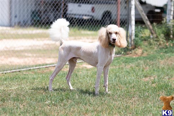 northtexaspuppies Picture 1